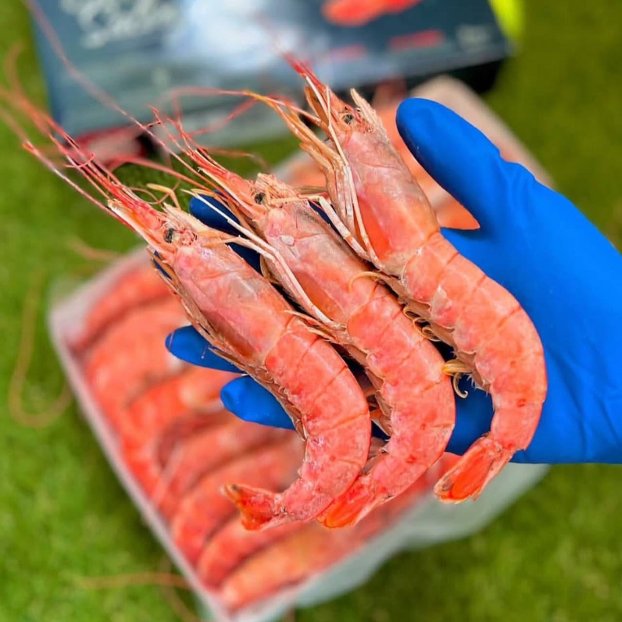 Лангустины Дикие